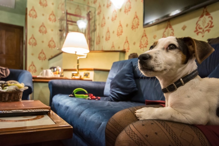 Holidays with your furry companions  Art Hotel Commercianti болонье